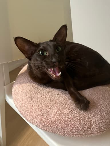 Lulu the cat