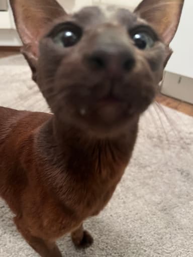 Lulu the cat